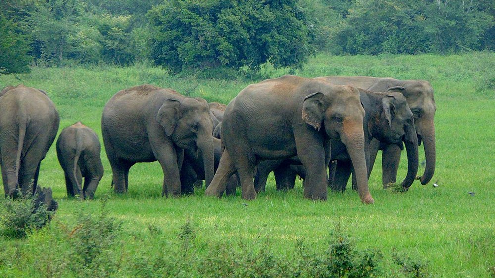 WASGAMUWA NATIONAL PARK